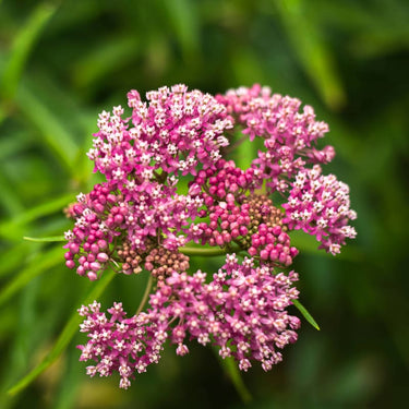 Swamp Milkweed - Flowers