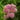 Swamp Milkweed - Flowers
