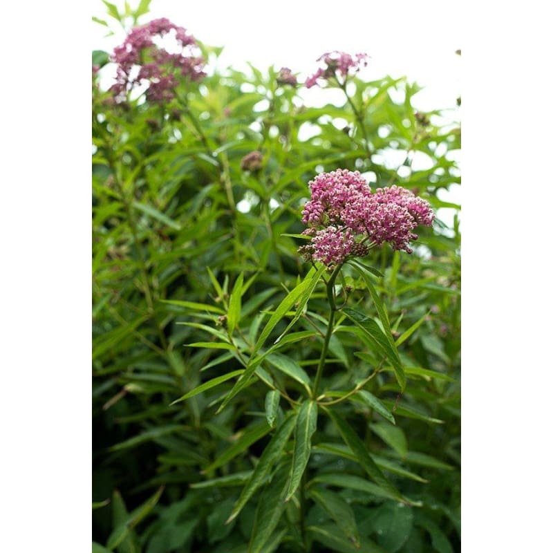 milkweed seed planting depth Swamp Milkweed