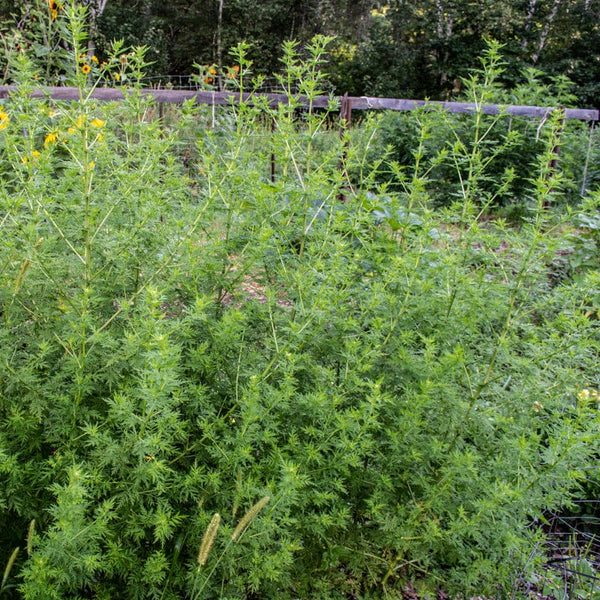 Sweet Wormwood Seeds Artemisia Annua, Sweet Annie Fragrant Low Maintenance  Drought Tolerant Attracts Bees Butterflies & Hummingbirds Ornamental Garden