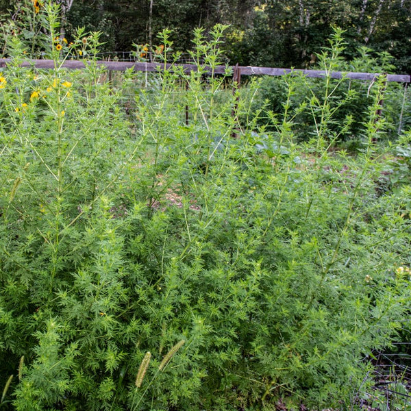 annie's garden seeds Sweet Annie