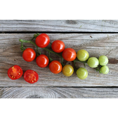 Sweet Aperitif Tomato (80 Days) - Vegetables