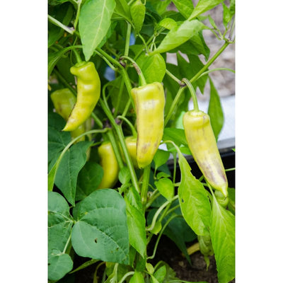 Sweet Banana Pepper (Heirloom 72 Days) - Vegetables