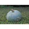 Sweet Meat Winter Squash (Heirloom 100 Days) - Vegetables