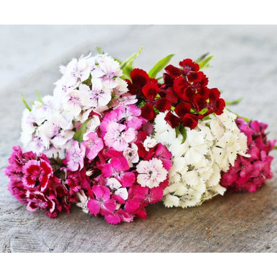 Sweet William Dianthus - Flowers