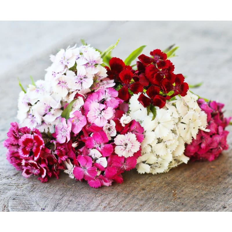 Sweet William Dianthus