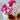 Sweet William Dianthus - Flowers