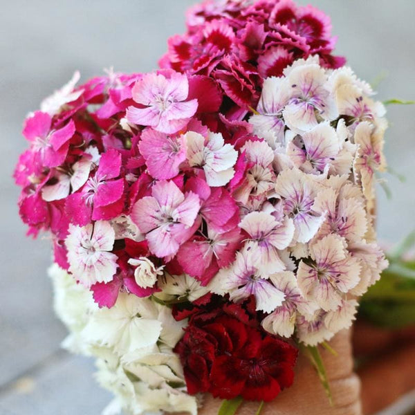 plant sweet william Sweet William Dianthus – Pinetree Garden Seeds