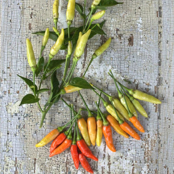 Tabasco Pepper (85 Days) – Pinetree Garden Seeds