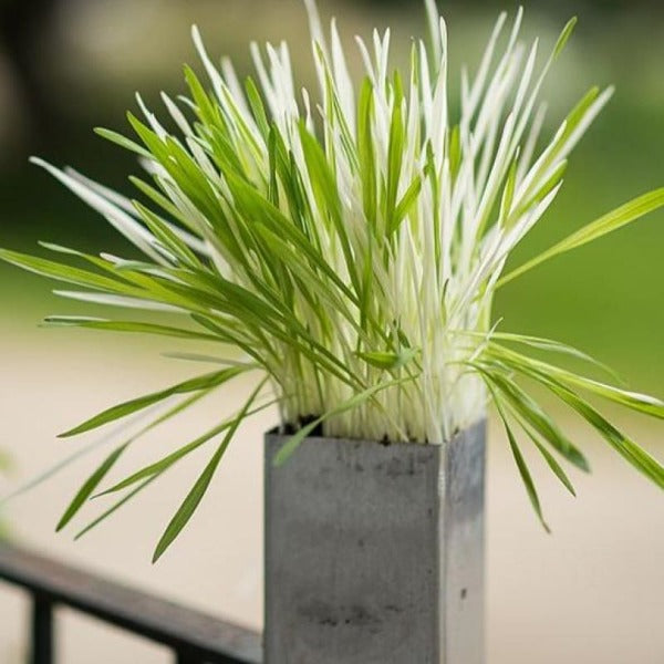cat grass indoor plant Tabby Cat Grass – Pinetree Garden Seeds