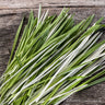 Tabby Cat Grass - Vegetables