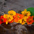 Tall Climbing Mix Nasturtium - Flowers