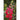 Snapdragon - Tall Deluxe Mixture - Flowers