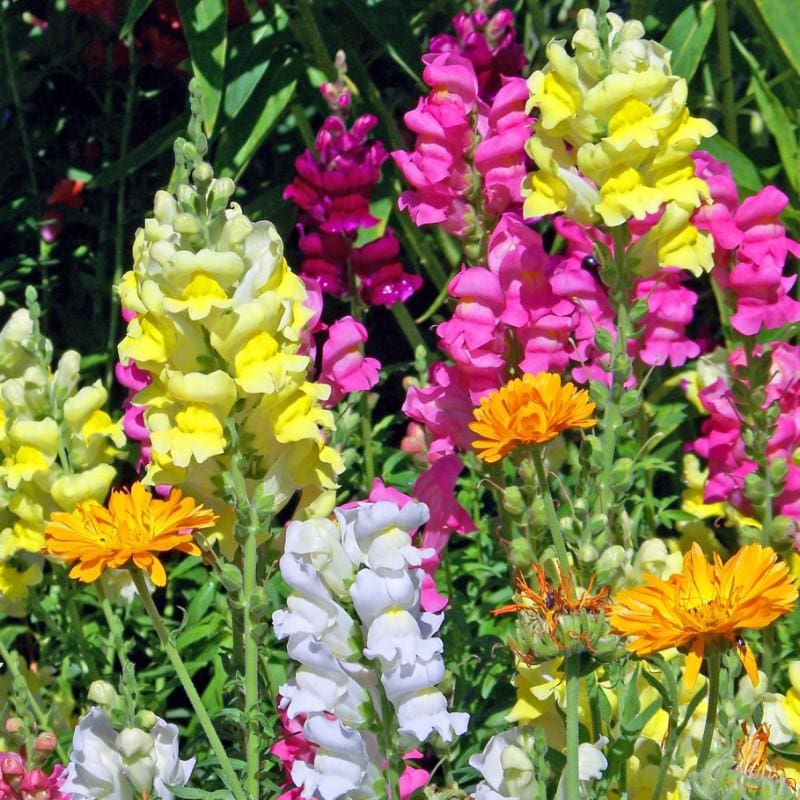 Tall Deluxe Mixture Snapdragon