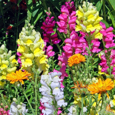Tall Deluxe Mixture Snapdragon - Flowers