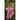 Snapdragon - Tall Deluxe Mixture - Flowers