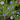 Tall Mix Centaurea - Flowers