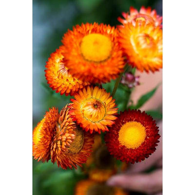 Strawflower - Tall Mix Helichrysum - Flowers