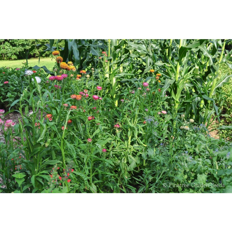 Strawflower, Double Tall Mix – Snake River Seed Cooperative