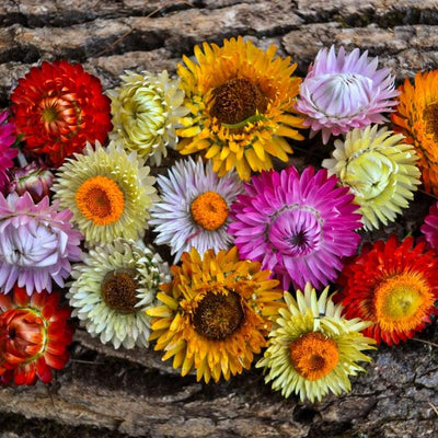 STRAWFLOWER - TALL MIX HELICHRYSUM - Flowers