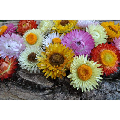 STRAWFLOWER - TALL MIX HELICHRYSUM - Flowers