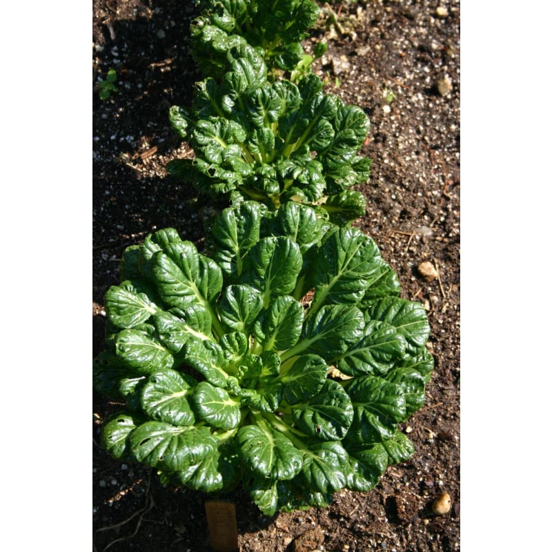 planting tatsoi seeds Tatsoi Greens (45-50 Days) – Pinetree Garden Seeds
