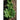 Tatsoi Greens (45-50 Days) - Vegetables