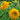Teddy Bear Sunflower - Flowers