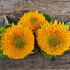 Teddy Bear Sunflower - Flowers