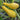 Tempest Summer Squash (F1 Hybrid 54 Days Organic) - Vegetables