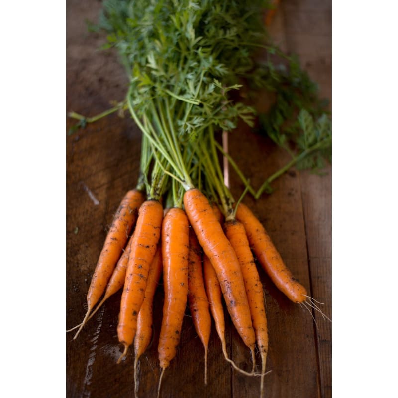 TENDERSWEET CARROT (Heirloom, 70 days)