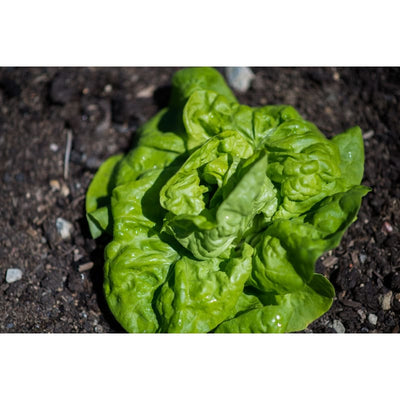 Tennis Ball Lettuce (Heirloom 50 Days ) Vegetables