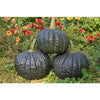 Tetsukabuto Winter Squash (F1 Hybrid 90 Days) - Vegetables