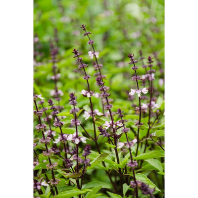Thai Basil - Herbs