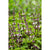 Thai Basil