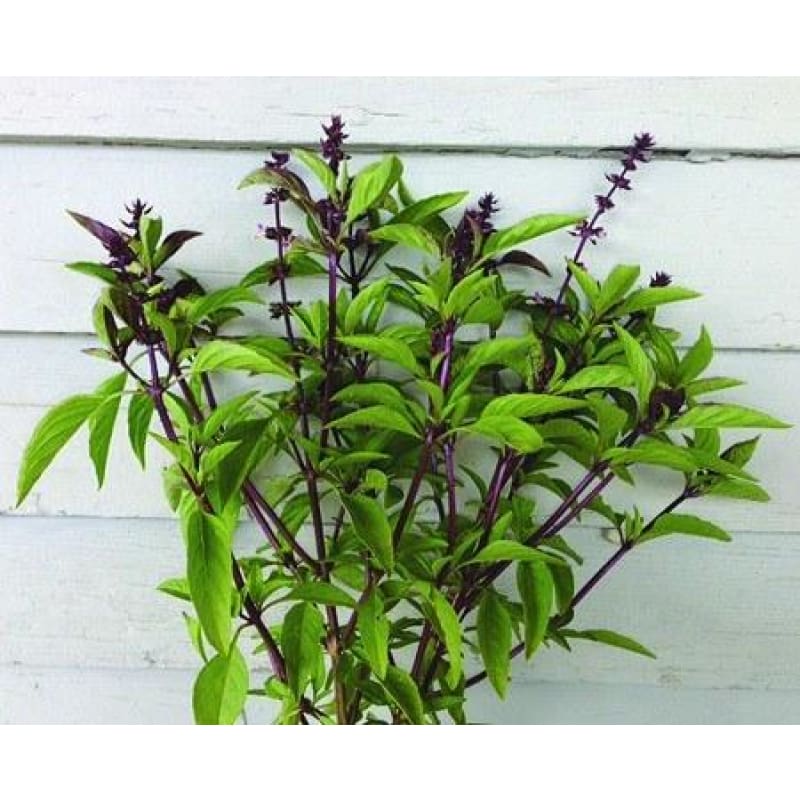 Thai Basil