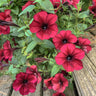 Tidal Wave Red Velour Petunia - Flowers
