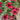 Tidal Wave Red Velour Petunia - Flowers