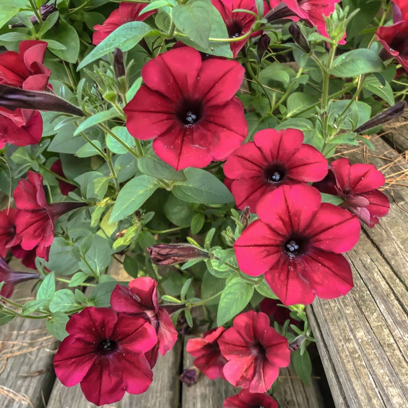 Tidal Wave Red Velour Petunia - Flowers