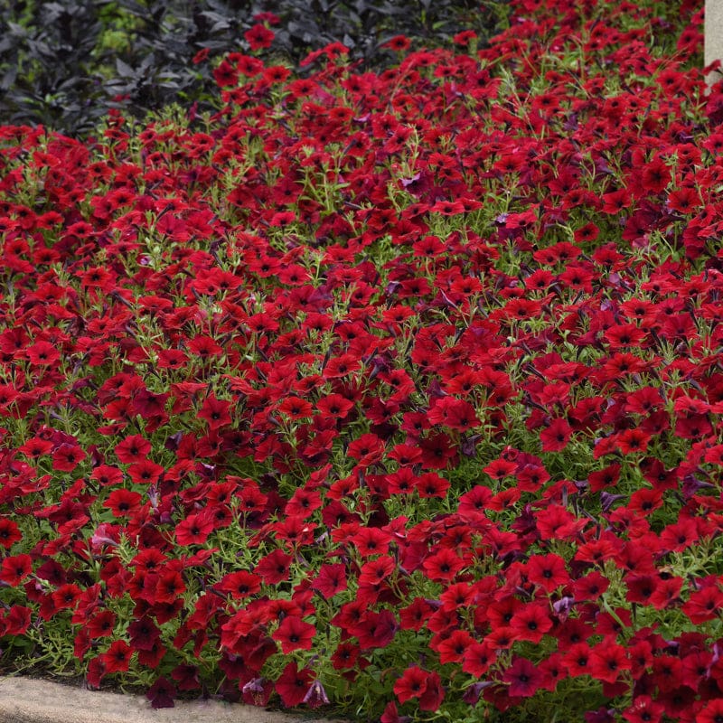 Tidal Wave Red Velour Petunia – Pinetree Garden Seeds