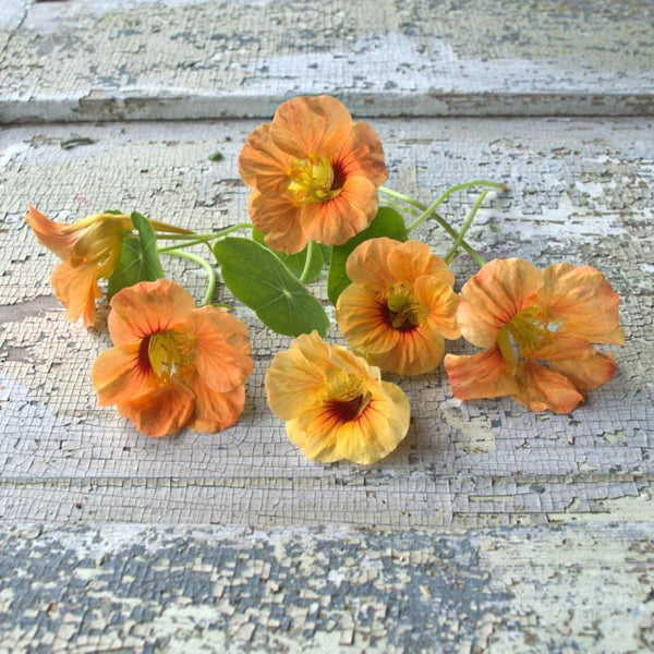 garden nasturtium seeds Tip Top Apricot Nasturtium