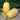 Tivoli Spaghetti Squash (F1 Hybrid 98 days) - Vegetables