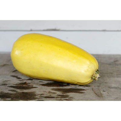Tivoli Spaghetti Squash (F1 Hybrid 98 days) *Unavailable* - Vegetables
