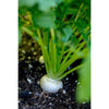 Tokyo Cross Turnip (F1 Hybrid 30 Days) - Vegetables