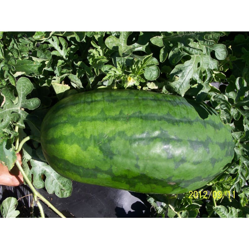 Tom Watson Watermelon (Heirloom 90 Days ) Vegetables
