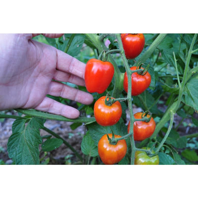 Tomatoberry Garden Tomato ( F1 Hybrid 60 Days ) Vegetables