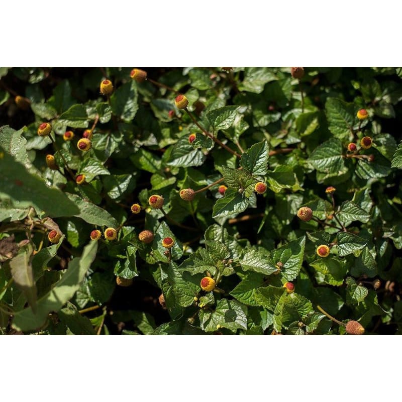Toothache Plant - Herbs