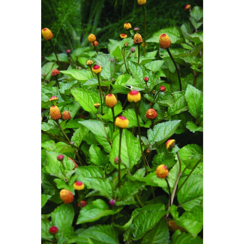 Toothache Plant - Herbs