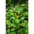 Toothache Plant - Herbs