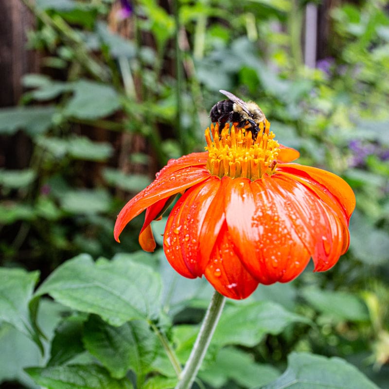 tithonia flower seeds Torch Tithonia